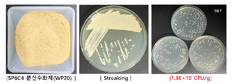 SP6C4 분상수화제(WP 20)의 제형 및 유효균수 분석 결과.