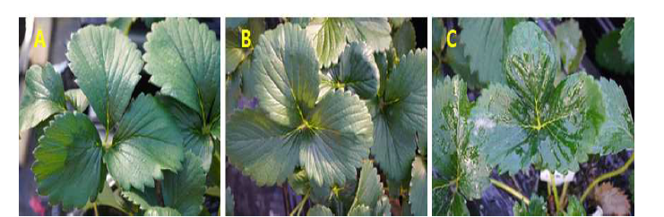 진주시 딸기(cv. Seolhyang) 포장에서 약해 조사. A : 무처리구, B : 분말 제형 처리구, C : 액상 제형 처리구