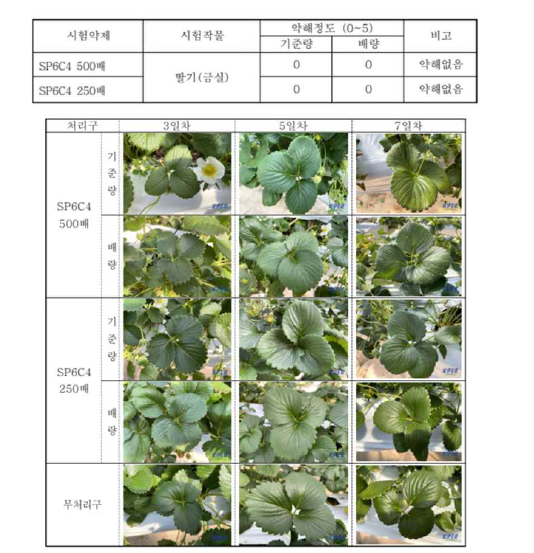 SP6C4 WP 20의 딸기 약해시험 결과.