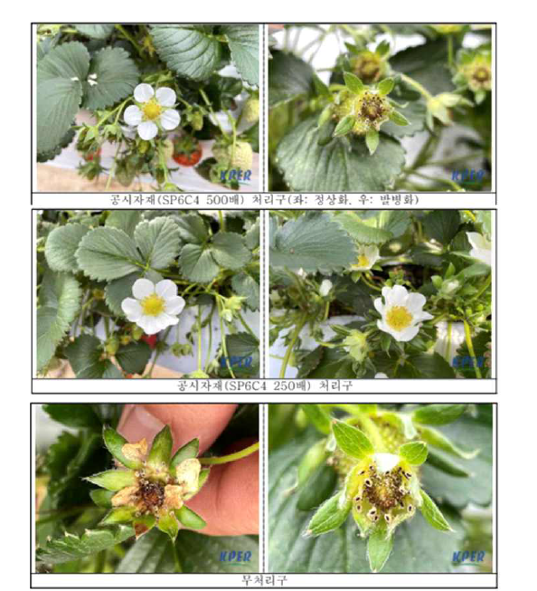 SP6C4 WP 20의 딸기 꽃곰팡이병에 대한 약효시험 결과.