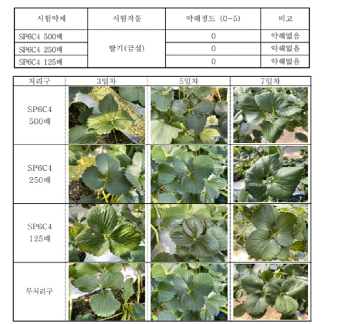 SP6C4 WP 20의 딸기 꽃곰팡이병에 대한 약해시험 결과.