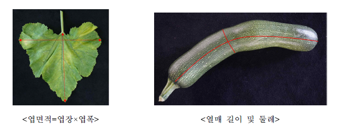 쥬키니호박의 생육조사 방법.