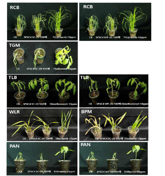액상수화제(SC 20)과 분상수화제(WP 20)의 식물병 방제 효과 결과.