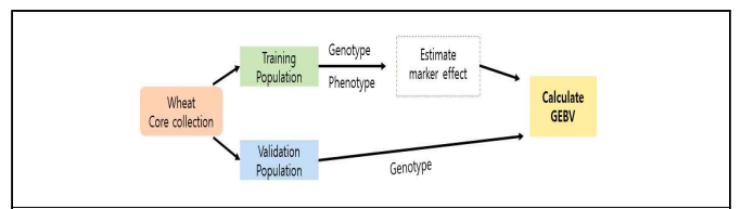 유전체 선발모델 체계