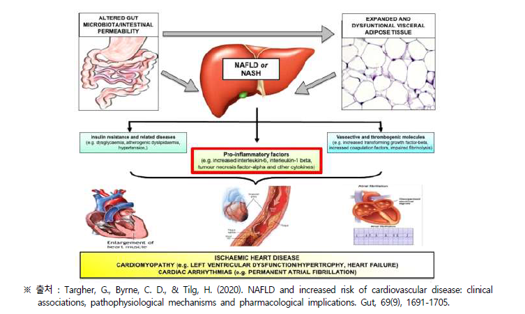 비알코올지방간질환과 심혈관질환의 연계 추정 메커니즘