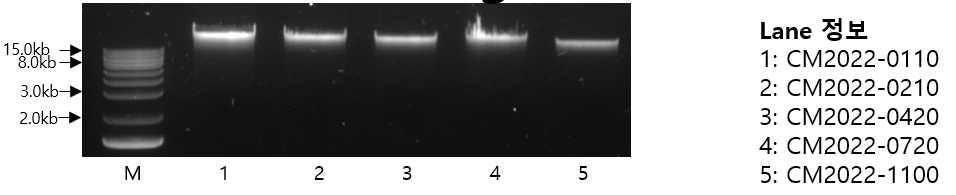 genomic DNA의 Agarose gel 결과