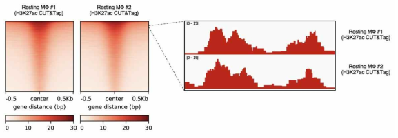 H3K27ac 데이터 생산 및 분석을 통해서 후성유전체 변화 확인