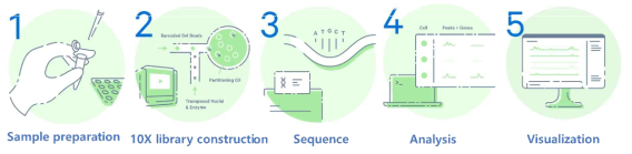 10X 데이터 생산 흐름 (출처: 10X Genomics)