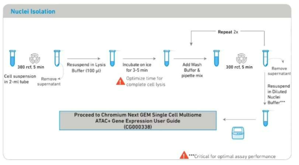 nuclei isolation workflow (출처: 10X Genomics)