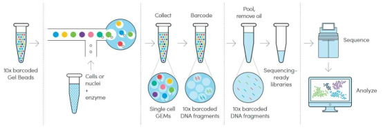 10x 데이터 생산 과정 (출처: 10X Genomics)