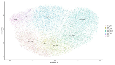 분리한 T세포를 분리하여 각 세포타입을정의한 UMAP 결과