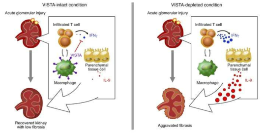 정상적인 신장(왼쪽)과 VISTA 결핍 신장(오른쪽)의 비교 자료) Kidney VISTA prevents IFN-γ/IL-9 axis–mediated tubulointerstitial fibrosis after acute glomerular injury, Seung Seok Han, 2021.11.9