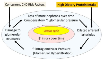 고단백 식단의 섭취로 인한 세동맥 확장 유발 가능성 자료) The Effects of High-Protein Diets on Kidney Health and Longevity, Connie M Rhee, 2020.8.31