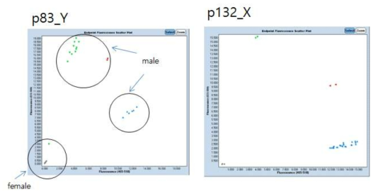 p83_Y, p132_X에 대한 TaqMan probe를 이용한 성별 확인법 예시