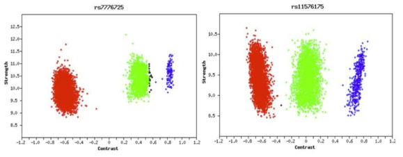 BirdSeed 알고리즘을 이용한 마커의 genotype 클러스터링 (AA, AB, BB)의 예시