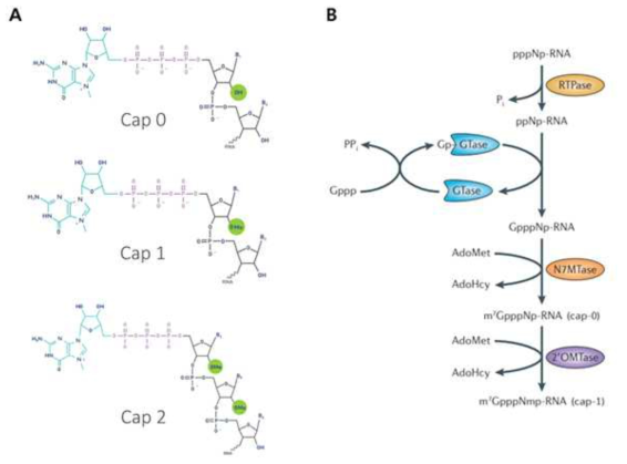 다양한 Cap 구조(A)와 생체 내 RNA-capping pathway (B)