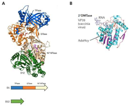 Vaccinia virus 의 RNA Capping Enzyme (A) D1/D12 complex (B) VP39 protein