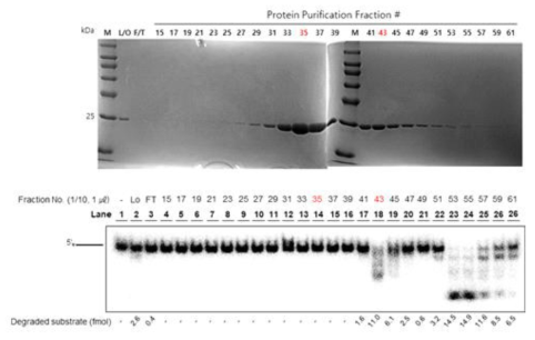 컬럼크로마트그래피를 이용한 단백질 분리정제 실험의 예