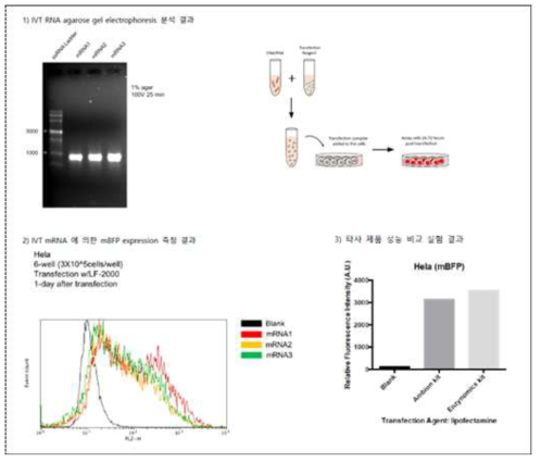 당사의 Cap analog 방식의 mRNA 합성 키트를 이용하여 mBFP 단백질이 동물세포에서 잘 발현되는지 확인한 실험 결과 예시