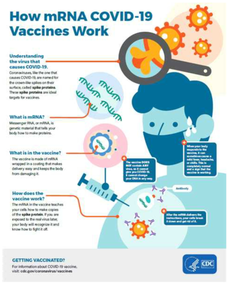 mRNA 백신의 작용 기전