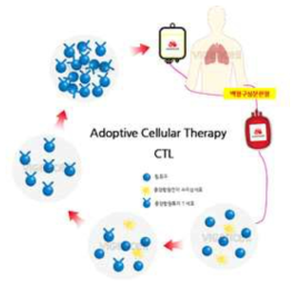 Adoptive Cellular Therapy