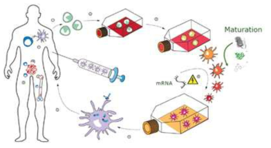 Dendritic cell을 이용한 cancer vaccine 의 원리
