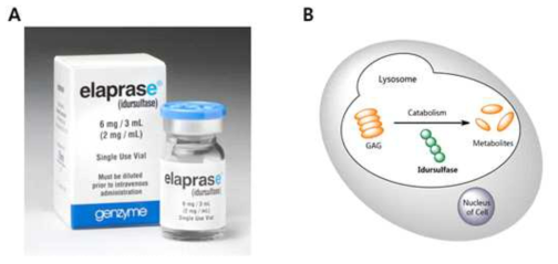 Hunter syndrome 의 대표적인 치료제인 Genzyme 사의 elaprase (idursulfase) (A) 와 작용 메커니즘 (B)
