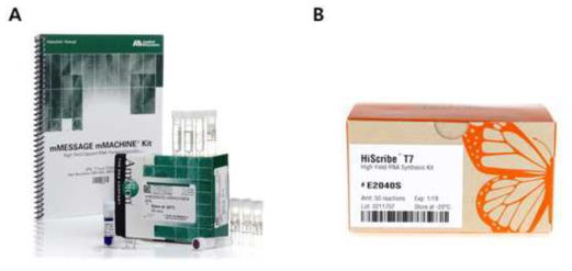 글로벌 기업의 In vitro mRNA synthesis kit (A) Invitrogen 사 (B) NEB 사