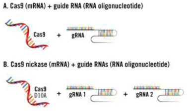 RNA based CRISPR-Cas9 genome editing (Mirus 사)