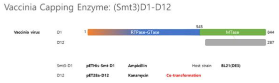 (Smt3)D1-D12 클로닝 및 발현 균주 제작 (개별)