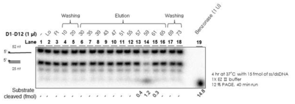 Heparin column 정제된 D1-D12 complex 의 non-specific nuclease 분석 결과