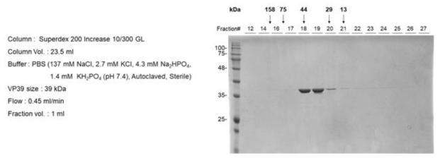 VP39 단백질의 SEC(size exclusion chromatography) 분석 결과