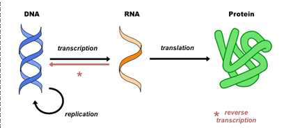 Central Dogma. DNA가 RNA를 거쳐 단백질로 만들어지는 과정