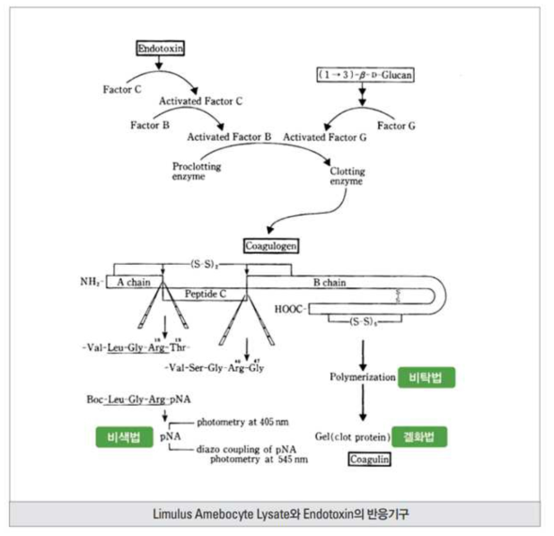 LAL을 이용한 Endotoxin level 측정 방법