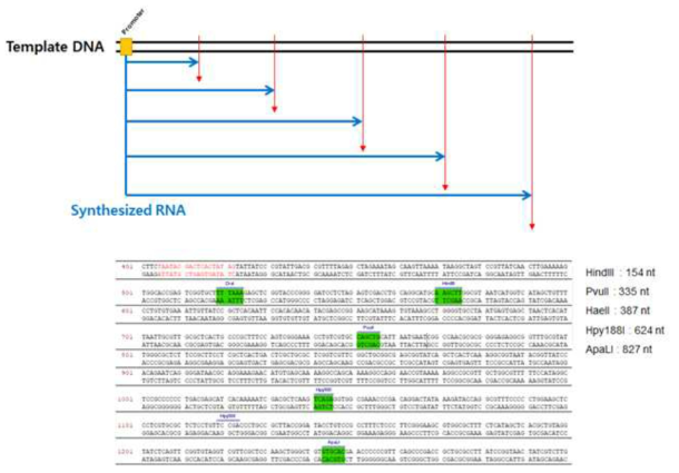 Capping Enzyme 활성 분석을 위한 RNA 기질 설계