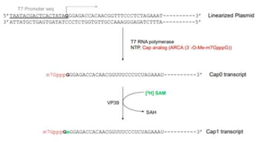 Cap0 RNA를 합성하여 VP39 의 활성을 측정하는 방법