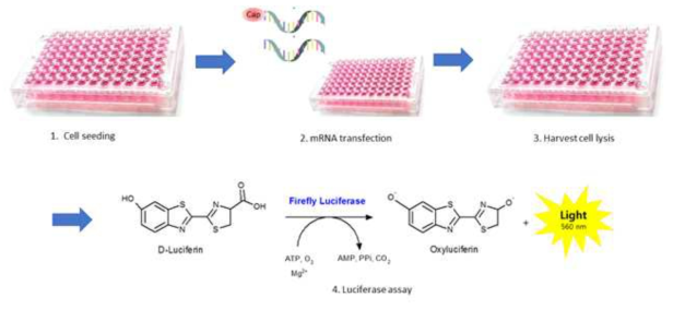 Luciferase mRNA를 이용한 단백질 발현 실험