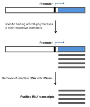 The principle of In vitro RNA transcription