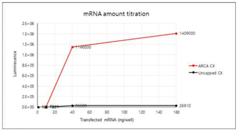 ARCA capped 및 uncapped RNA 의 단백질 발현 효율 비교