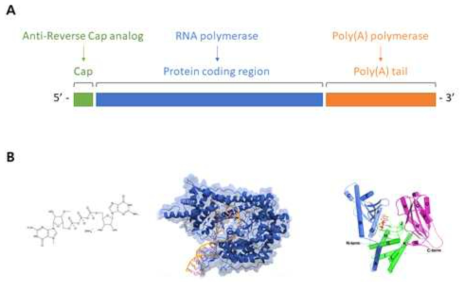 ARCA를 이용한 mRNA 의 합성 원리