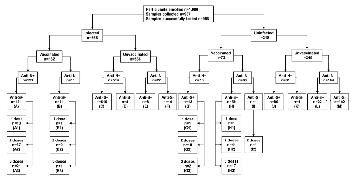Study design and flowchart of participants and samples. Letter and number in parenthesis indicate group and number of dose(s), respectively. Abbreviation: anti-N-, SARS-CoV-2 nucleocapsid antibody negative; anti-N+, SARS-CoV-2 nucleocapsid antibody positive; anti-S-, SARS-CoV-2 spike antibody negative; anti-S+, SARS-CoV-2 spike antibody positive; n, number of samples