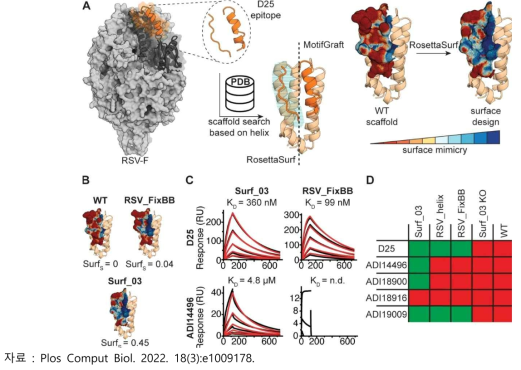 Surface centric design of a viral antigenic site present the in RSVF