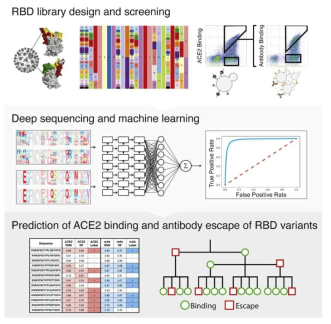 Overview of deep mutational learning of the RBD for prediction of ACE2 binding and antibody escape