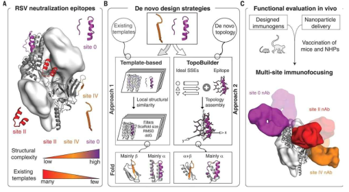 Computational design of RSV epitope-focused immunogens
