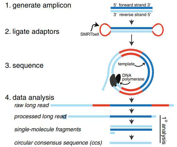 PacBio SMRTbell sequence generation (DOI: 10.1186/2049-2618-1-10)