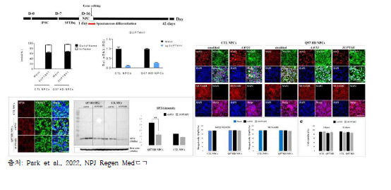 SUPT4H1 편집된 HD iPSC-NPC의 신경계통 분화 정상화