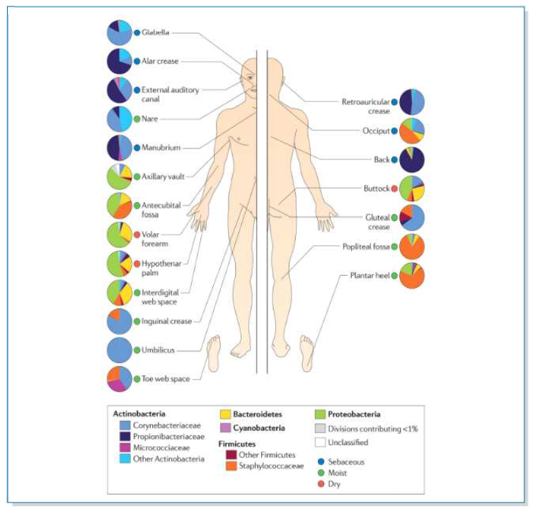 인체 미생물군집의 분포도