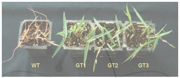 Visual growth responses of three tolerant (GT1, GT2, GT3) M2 plants compared with non-irradiated wild type (WT) at 10 days after 0.5% glyphosate treatment