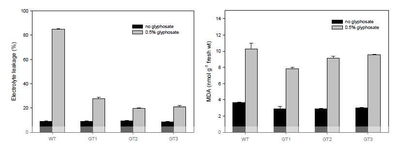 Effect of 0.5% glyphosate on electrolyte leakage and MDA content in M2 plants of Korean lawngrass. Data of the parameter were collected at 10days after the glyphosate application