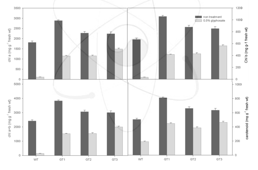 Effect of 0.5% glyphosate on chlorophyll a, b, total and carotenoid content in M2 seedlings of Korean lawngrass. Data of the parameter were collected at 10 days after the glyphosate application